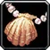 Souvenier Sea Shell